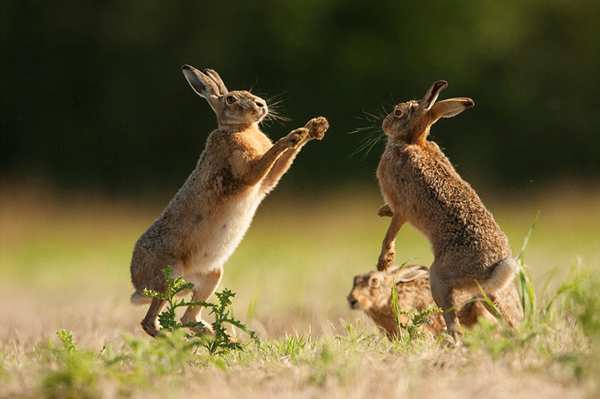 野兔以它们“传统”的击掌方式求偶