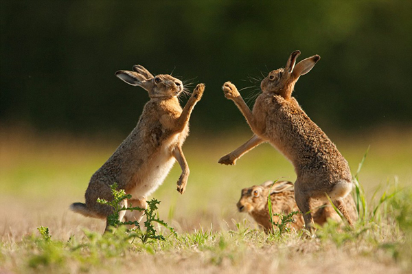 野兔以它们“传统”的击掌方式求偶