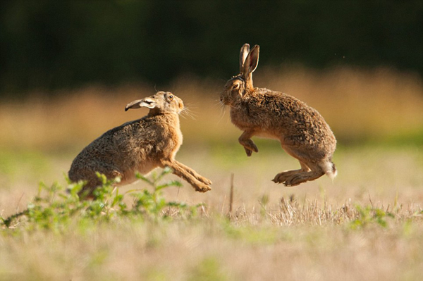 野兔以它们“传统”的击掌方式求偶