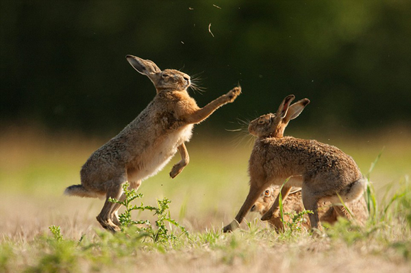 野兔以它们“传统”的击掌方式求偶