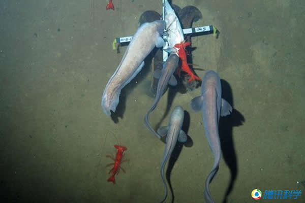7000米深的海沟各种海洋生物