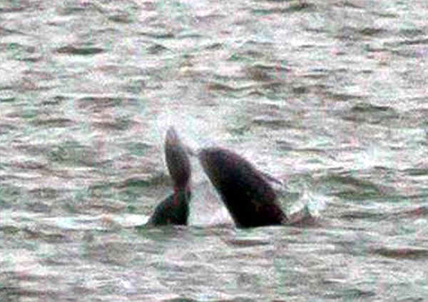 海豚耍阴谋疑玩闹间杀死同伴