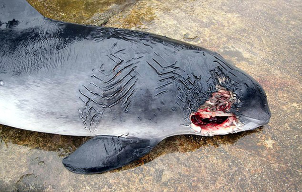 海豚耍阴谋疑玩闹间杀死同伴