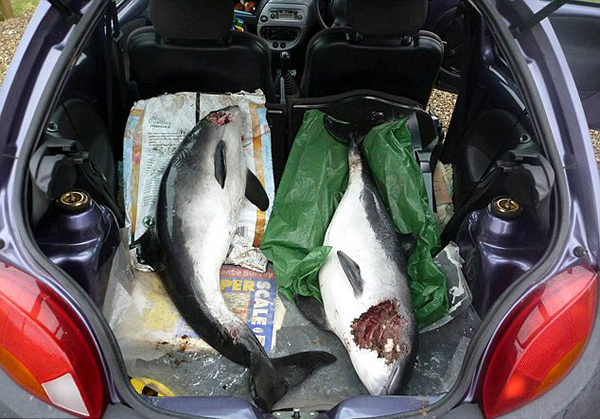 海豚耍阴谋疑玩闹间杀死同伴