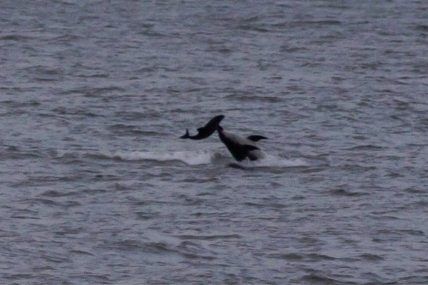 英国鼠海豚被海豚当球玩死