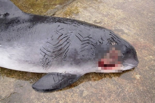 可怜的鼠海豚被海豚当球丢,身体满是伤痕,还破了一个大洞。