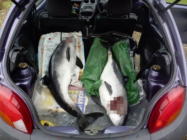 2只被海豚玩死的鼠海豚,身上都有明显的伤痕和破洞。