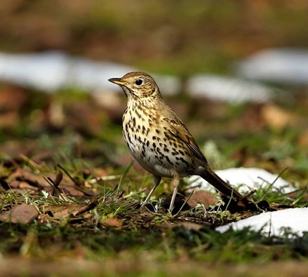 日本相模原市绿区的相模川自然村公园飞来珍稀鸟类“欧歌鸫”