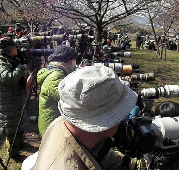 爱鸟人士连日来纷纷聚集于此,用相机或望远镜一睹风采。