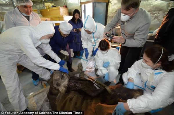 动物学家首次对9000年前史前野牛进行解剖,发现寄生虫导致其死亡。