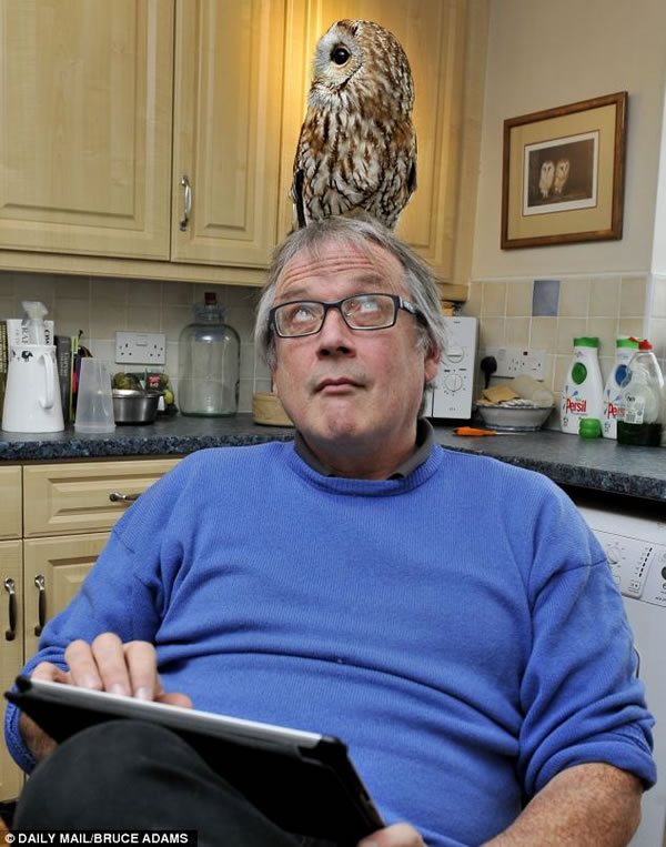 èͷӥ��Ⱥ�Ը����Ҫ����