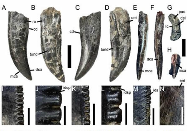 格氏蛮龙Torvosaurus gurneyi化石