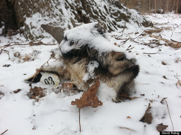 ����ŦԼ��԰���ٴξ���ɽ���ͷ