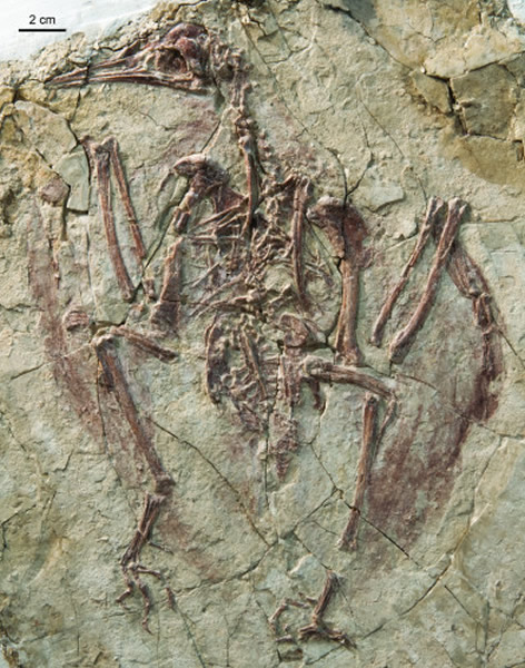 辽西发现中生代类化石“林氏星海鸟”