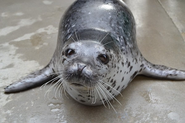 新研究显示斑海豹有极好的听力