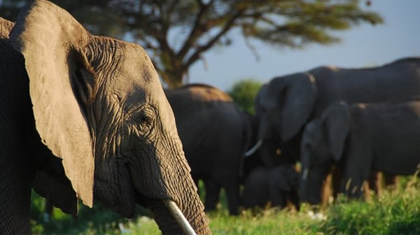 大象利用语音线索区分人类的年龄、性别和种族