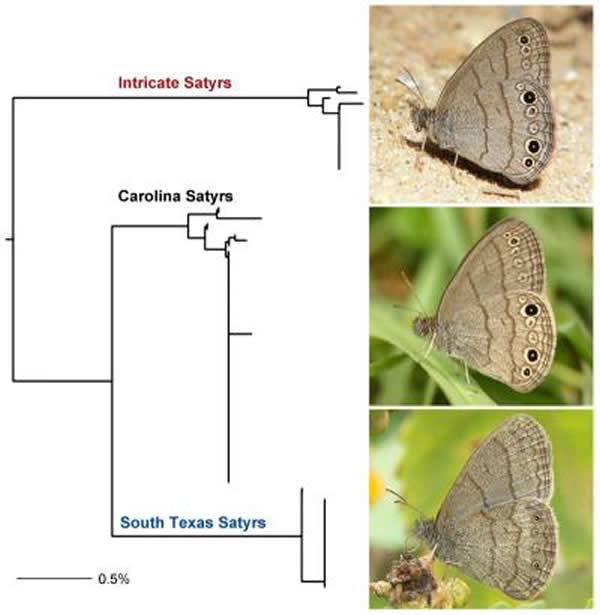 美国德克萨斯州发现两个蝴蝶新物种