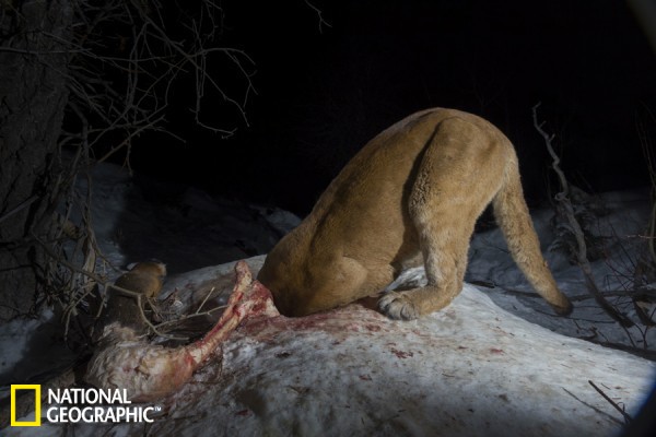 ����ʨѩ����̰����ʳ