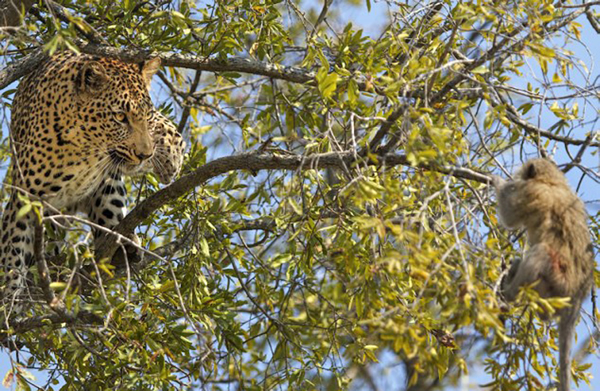 磬Ա׼Ϯһֻ䵥С