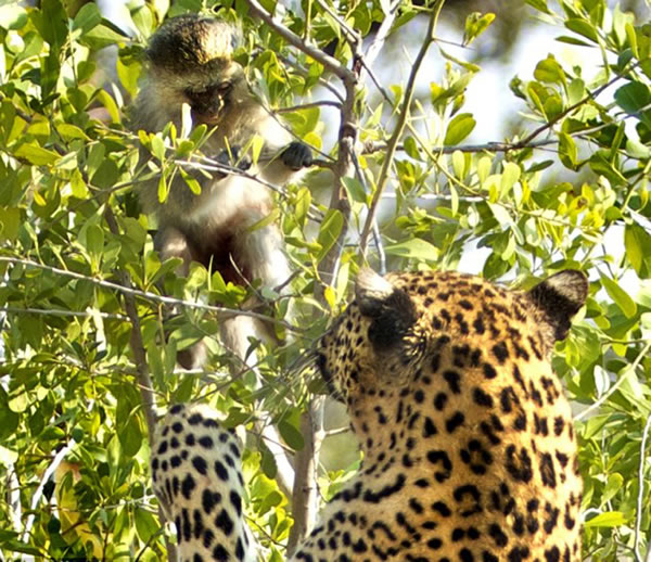 >Ա֫վͼǰ֫ץסС