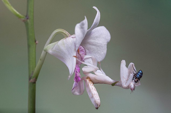 兰花螳螂伪装成“兰花”捕食苍蝇