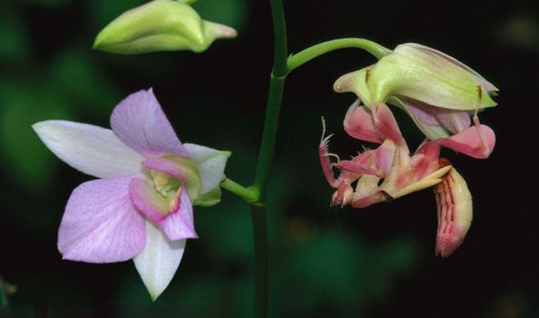 兰花螳螂伪装成“兰花”捕食苍蝇