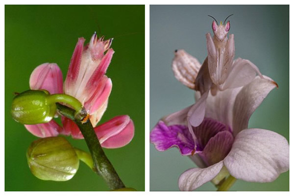 兰花螳螂伪装成“兰花”捕食苍蝇