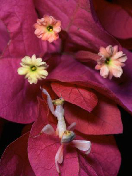 兰花螳螂伪装成“兰花”捕食苍蝇