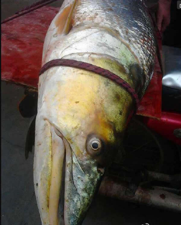 �麣ƽɳ�����ڵ���һ����ӿץ��һ�����˸ߵ�����