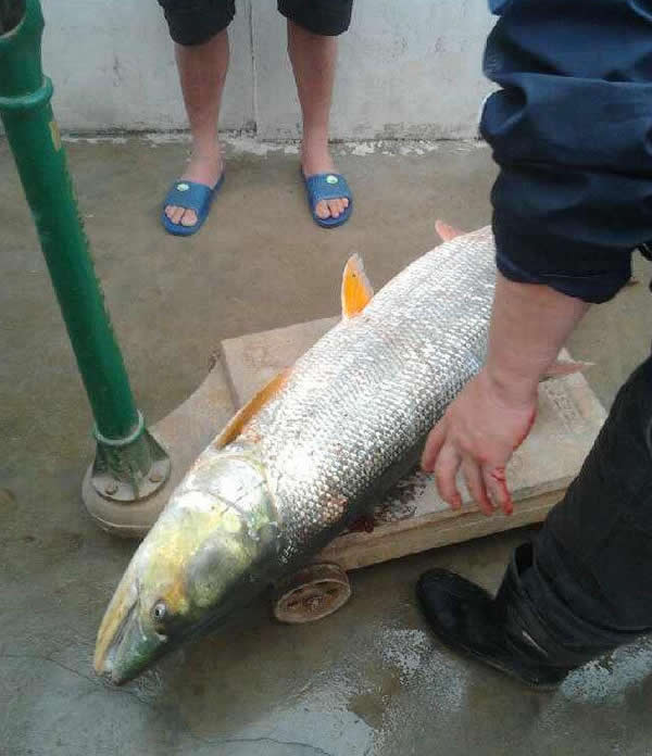 �麣ƽɳ�����ڵ���һ����ӿץ��һ�����˸ߵ�����