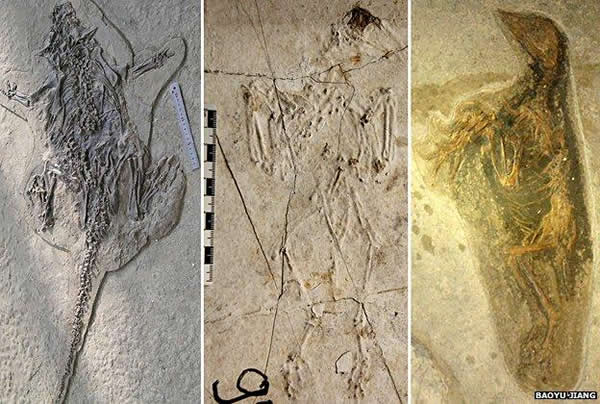 这些动物化石都保存了死亡时的挣扎状态
