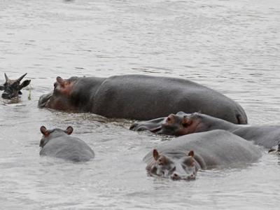 人类早期祖先吃些什么 - 神秘的地球 科学|自然