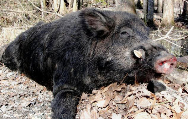 美国北卡罗莱纳州猎人捕获500斤重野猪