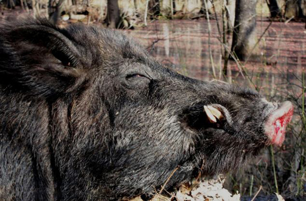 美国北卡罗莱纳州猎人捕获500斤重野猪
