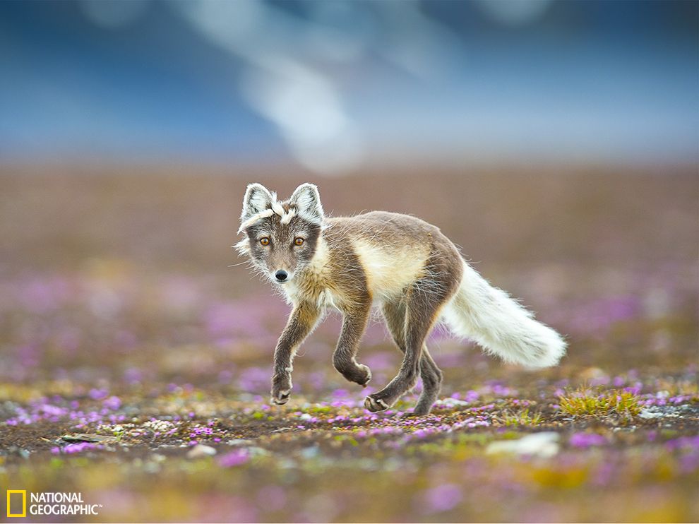 斯瓦尔巴群岛的北极狐