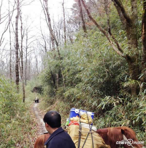 陕西汉中村民与野生大熊猫狭路相逢