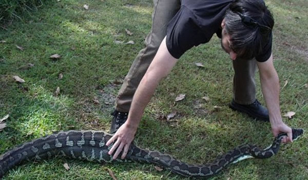 澳洲女子后院找爱犬惊见鼓肚巨蟒
