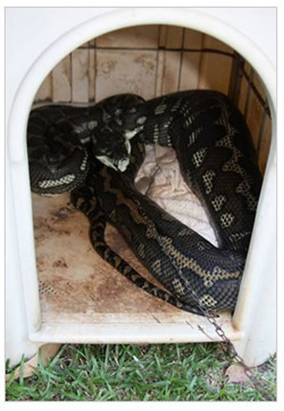 澳洲女子后院找爱犬惊见鼓肚巨蟒