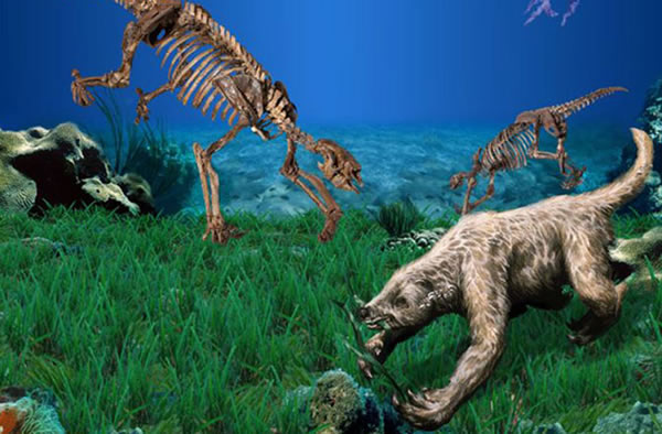 Skeletons and restoration of Thalassocnus, the marine sloth.
