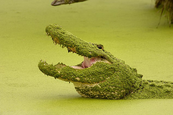 ����һ��������Ƽ�����޶�����