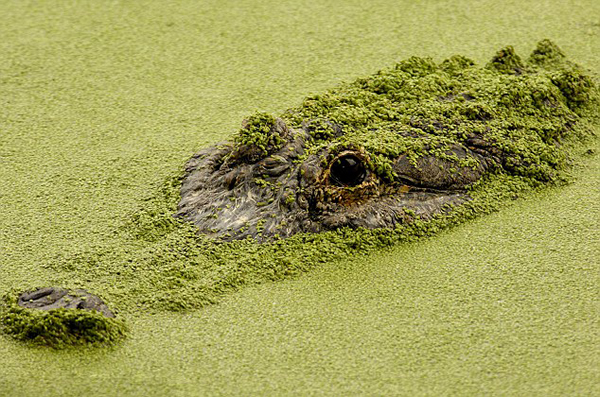 ����һ��������Ƽ�����޶�����