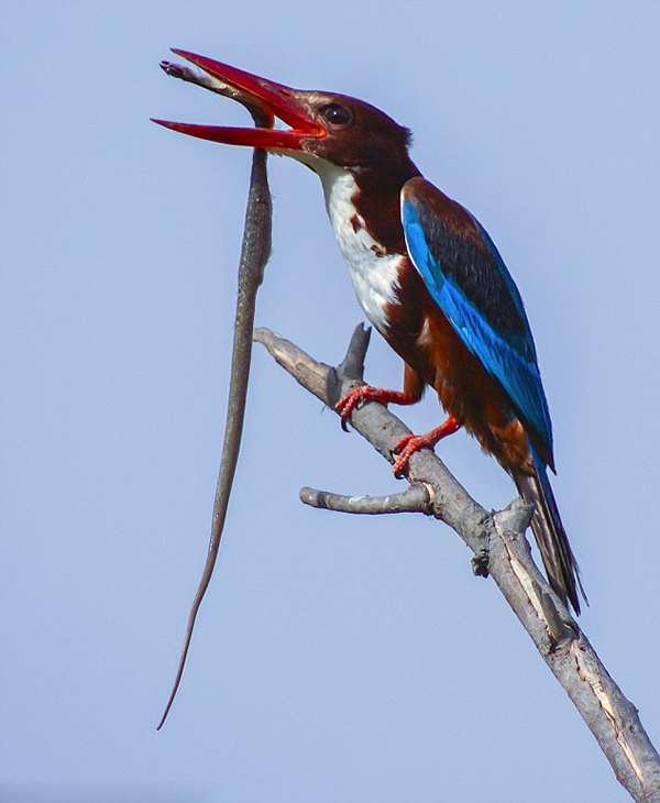 ӡ��С���񸩳岶��