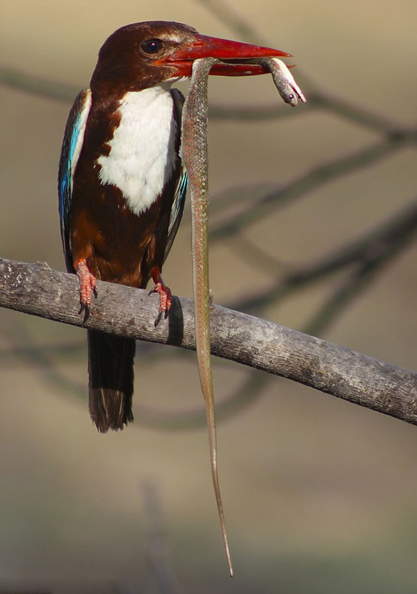 ӡ��С���񸩳岶��