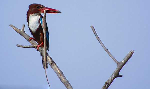 ӡ��С���񸩳岶��