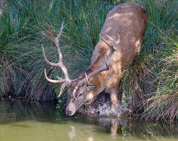 Ӣ����¹����͵��������ͷ������