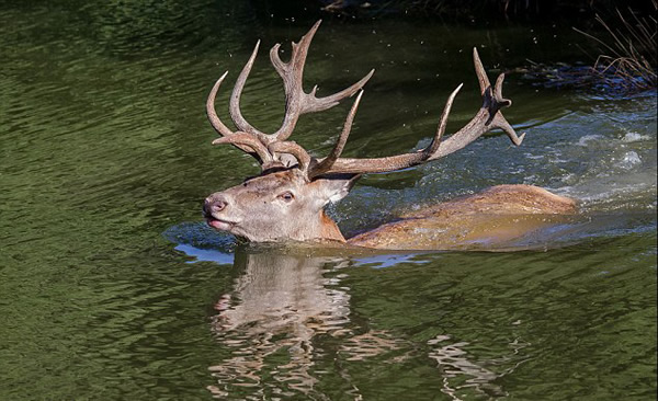 Ӣ����¹����͵��������ͷ������