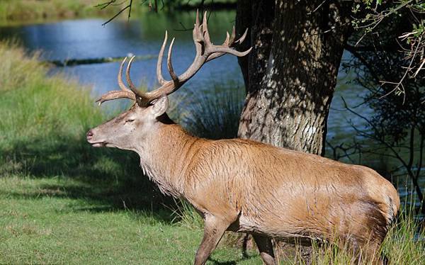 Ӣ����¹����͵��������ͷ������