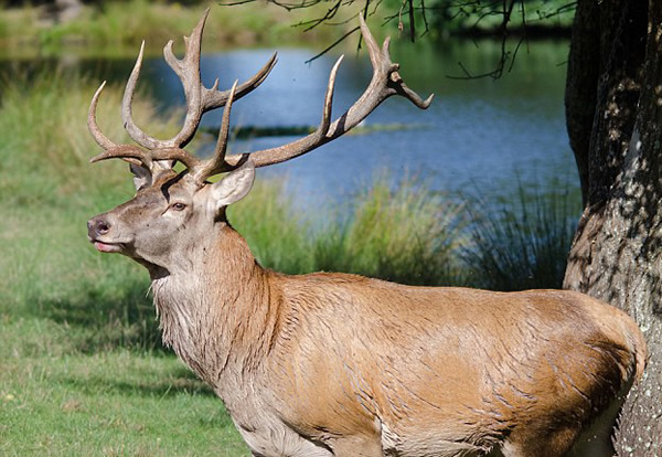 Ӣ����¹����͵��������ͷ������