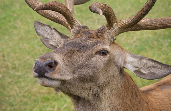 Ӣ����¹����͵��������ͷ������