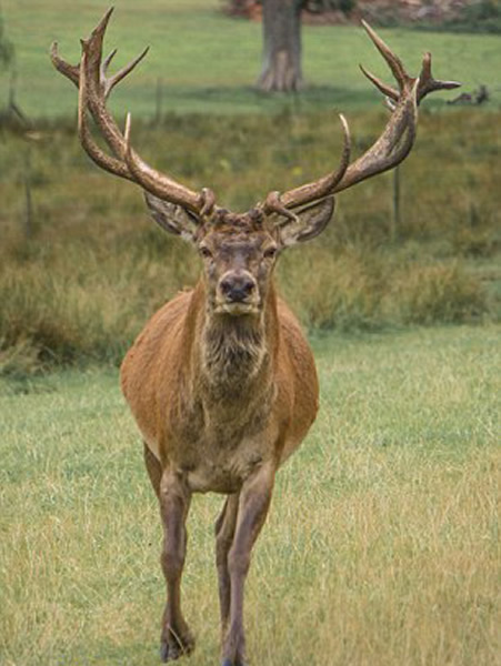 Ӣ����¹����͵��������ͷ������